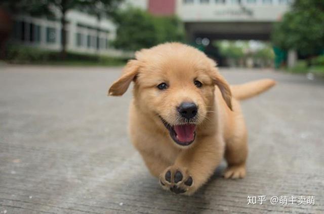 狗狗夏天中暑了应急办法 (狗狗夏天中暑了怎样办 如何预防狗狗中暑的疑问)