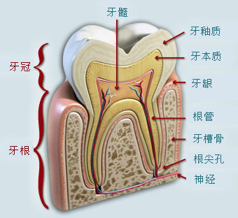 做梦牙断了一半没有出血