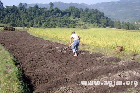 梦中被蛇咬的暗示