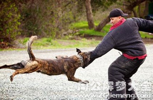 男人梦见狗咬手究竟是凶兆还是凶险