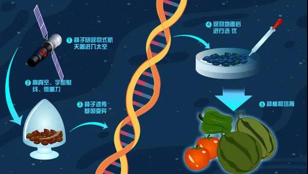 太空育种和转基因的区别大吗