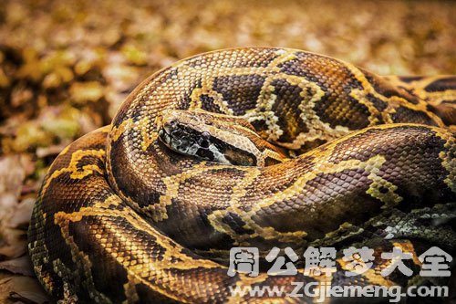 梦见被蛇咬脚是什么预兆 女性 (梦见被蛇咬脚后跟 如何解梦被蛇咬脚后跟)