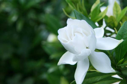 与栀子花关系好的植物 (与栀子花关系的新诗介绍 栀子花的诗句有哪些)