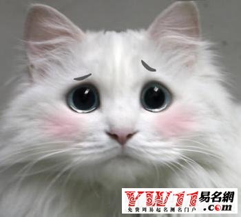 梦见猫