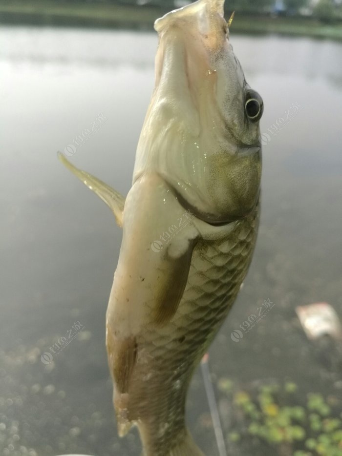 适宜钓马口鱼的季节 (适宜钓马口鱼的饵料介绍 钓马口鱼用什么饵料好钓起来)