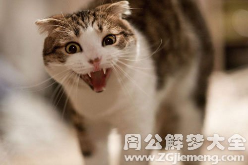 梦见野猪咬人是什么预兆周公解梦