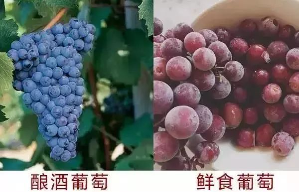 自己酿的葡萄酒是什么颜色