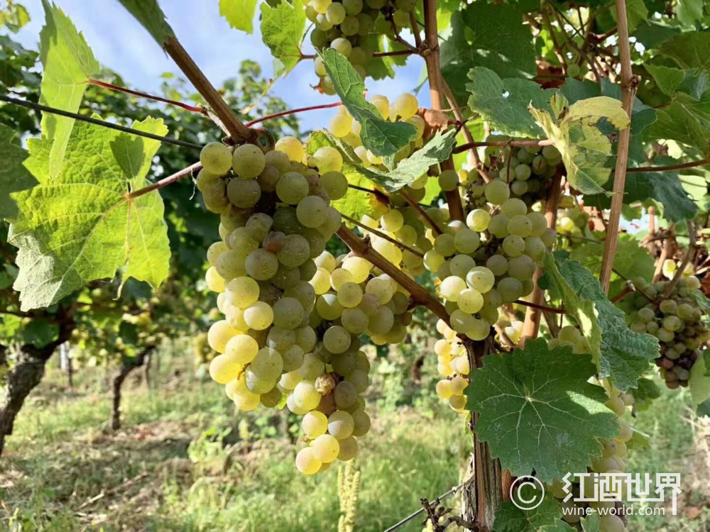 雷司令葡萄酒多少钱一瓶 (雷司令葡萄酒的酿造工艺 雷司令葡萄酒有什么特点)