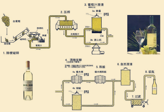 红葡萄酒酿造环节