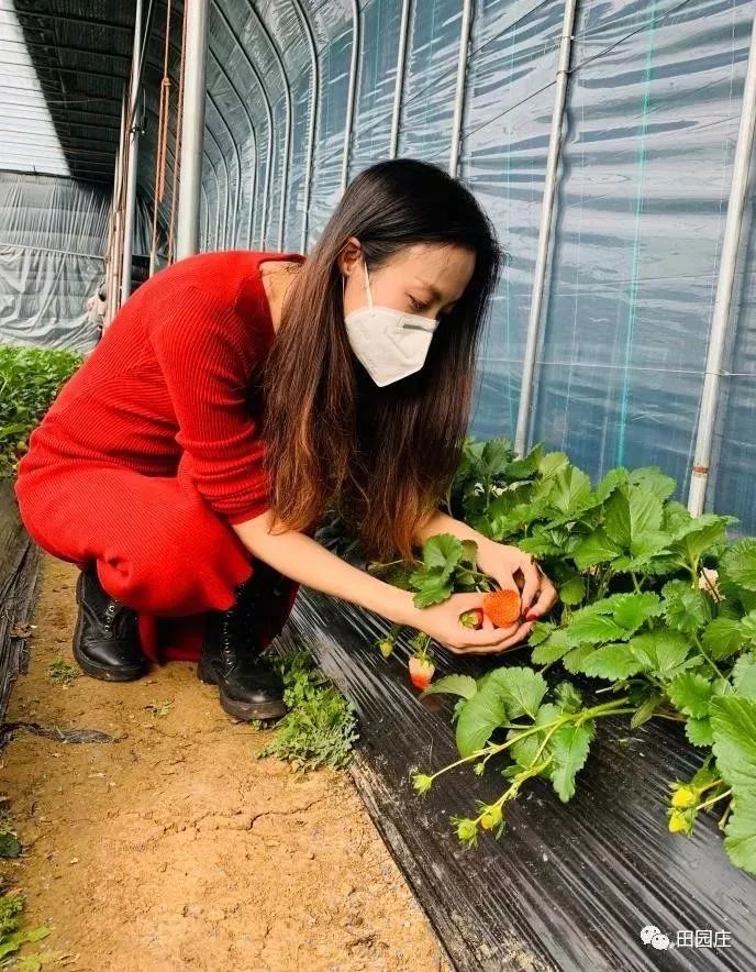 送女好友草莓代表什么 (送女好友草莓熊多余吗 草莓熊是最浪漫的情人节礼物选用)