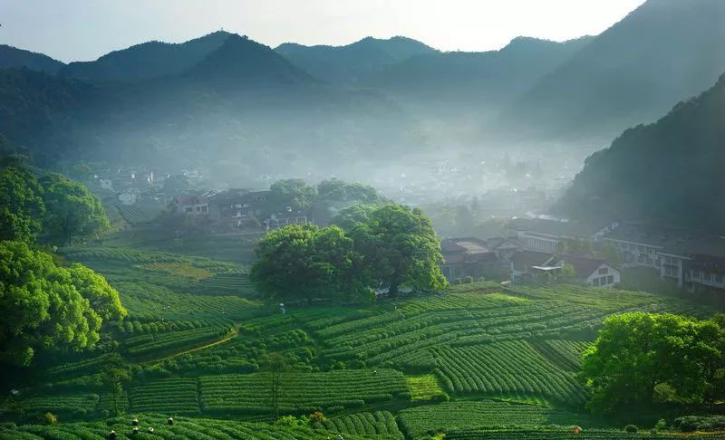 龙井茶产地在哪里