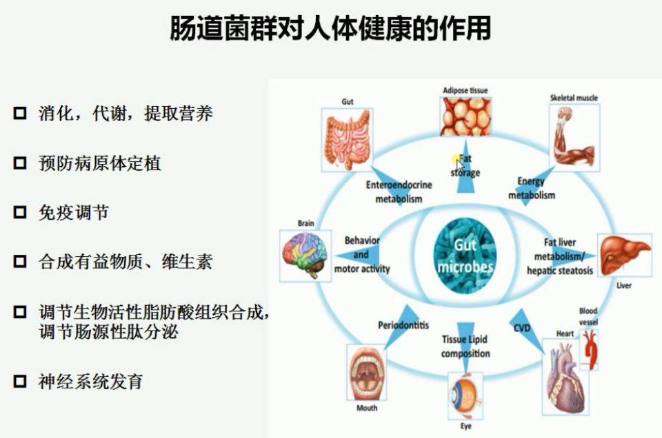 益生菌怎样补充才有效 (益生菌怎样补充好 益生菌再好也非多多益善)