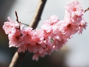 梦见蛇自己打死了蛇什么预兆