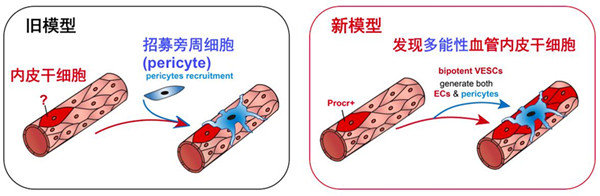 血管是绿色和紫色是冷皮还是暖皮 (血管是绿色和紫色是什么肤色 怎样经过血管颜色区分肤色)