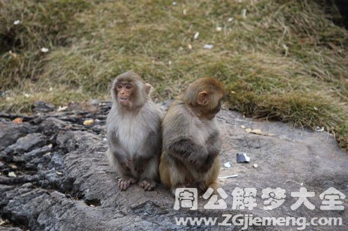 女人梦见蛇并把蛇弄死是什么预兆