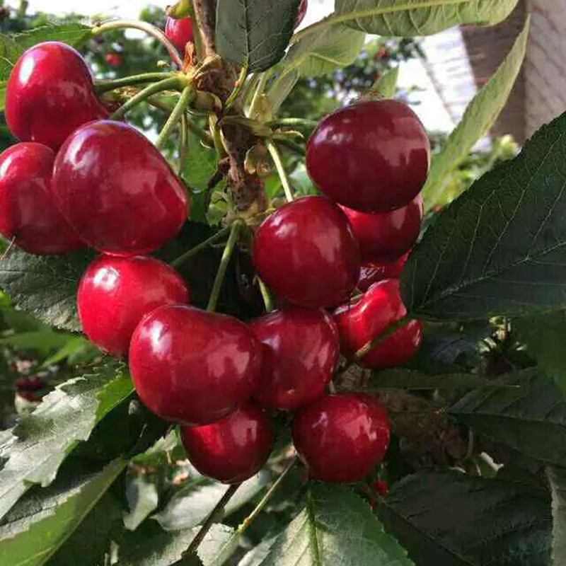 樱桃嫁接在什么果树上最好