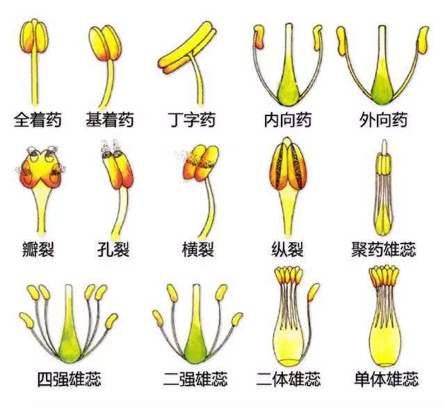 如何辨别植物奶油和动物奶油的区别 (如何区分植物奶油和生物奶油 生物奶油和植物奶油哪个更肥壮)