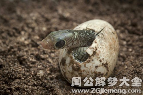 梦见死蛇复生什么预兆