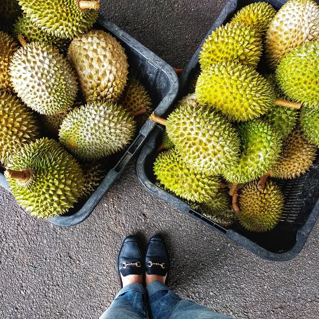 榴莲适合在陕西种植吗 (西北亚榴莲产地 榴莲是哪里产的)