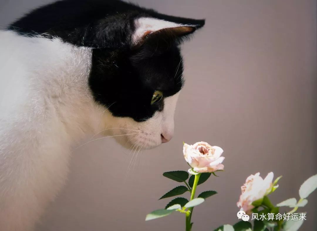 养猫不要养上方5种猫 养猫火葬场的5种猫