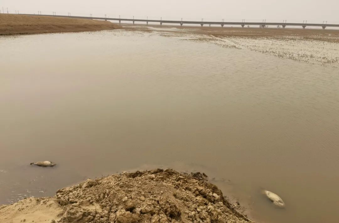 梦见黄河决堤洪水汹涌泛滥