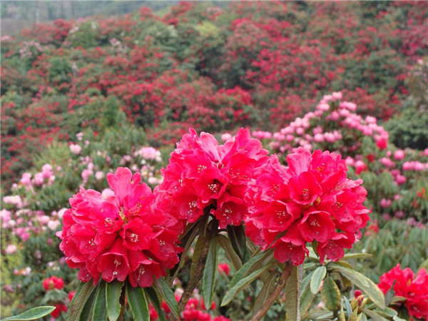 冬天的花有哪些花开