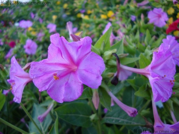 紫茉莉几点开花