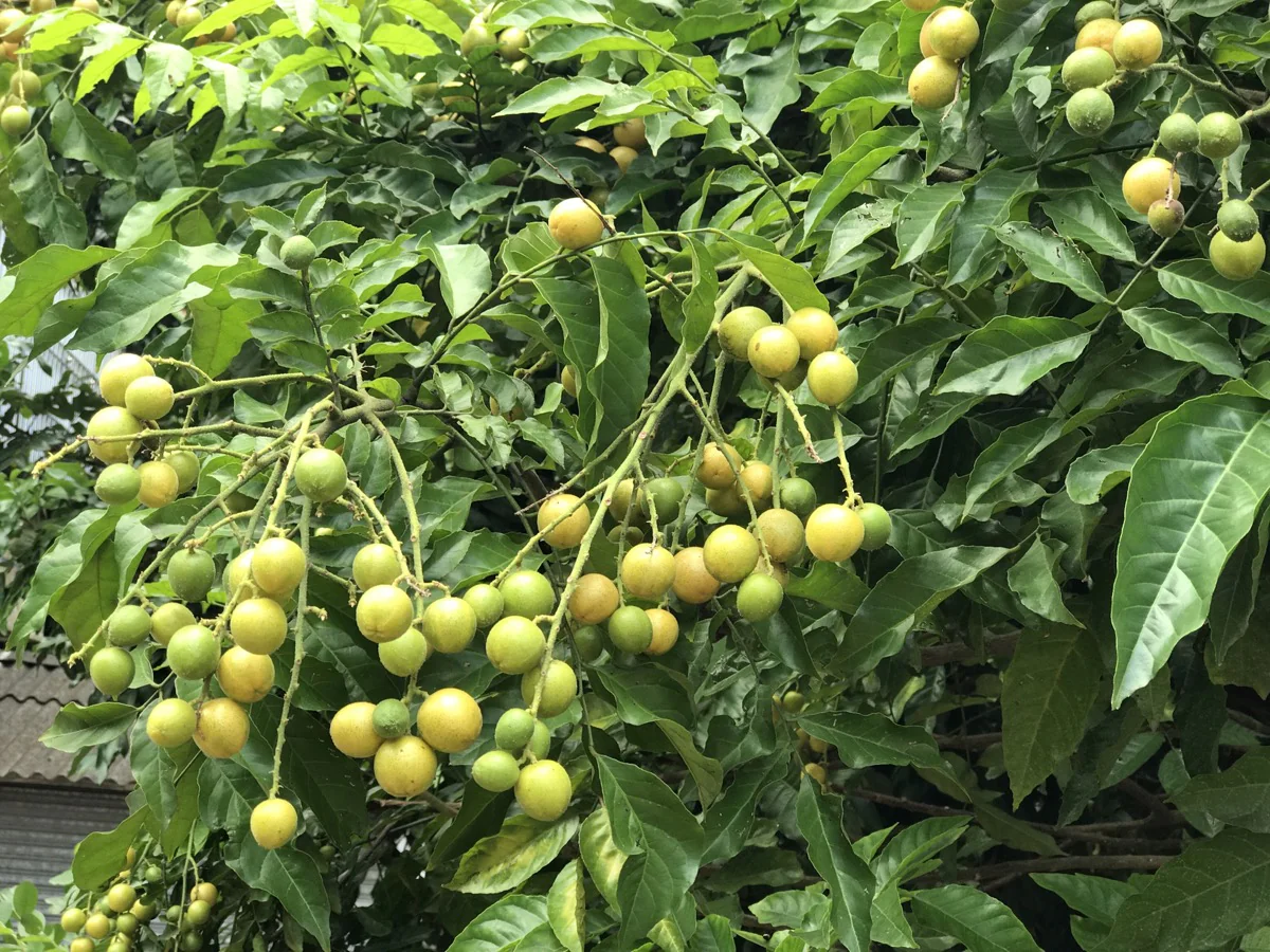 黄皮果夏季上市