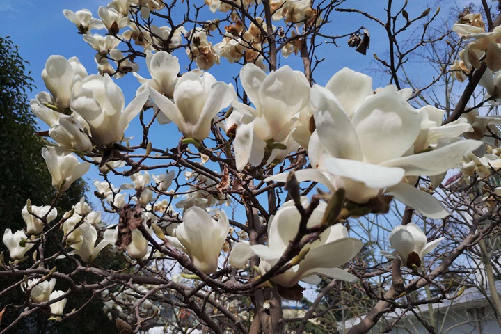 白玉兰开花特点是什么