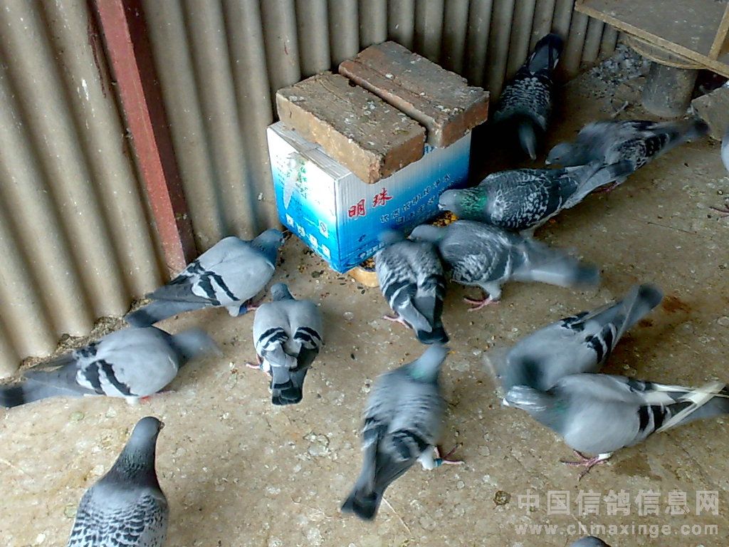 自制鸽子饮水器过程 图解 (DIY鸽子饮水器的制造流程 鸽子饮水机的制造方法)