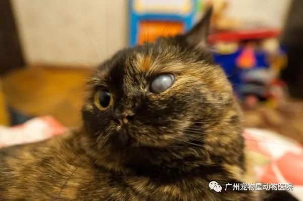 猫咪睁眼环节是什么 (猫咪睁眼环节及留意事项 刚出世的小猫几天睁眼)