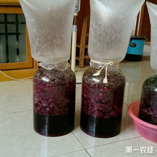 酿葡萄酒加糖比例 (酿葡萄酒加糖的作用)