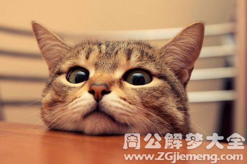 学生梦见猫什么预兆 (在校生梦见猫和蛇预示着什么 在校生梦见猫和蛇怎样办)