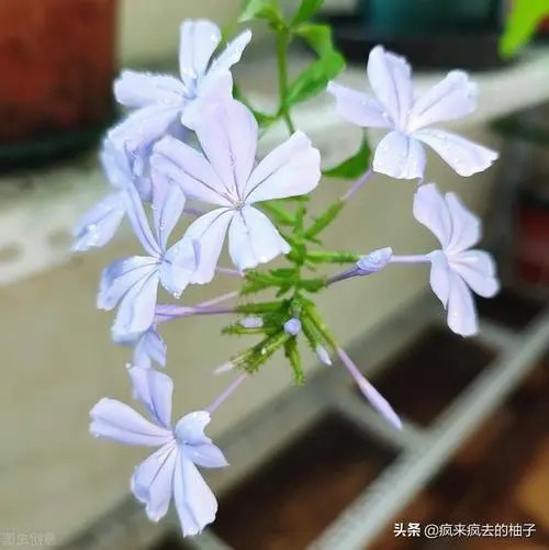 凤仙花怎样传播种子的方法 (凤仙花怎样传播种子 如何流传凤仙花种子)