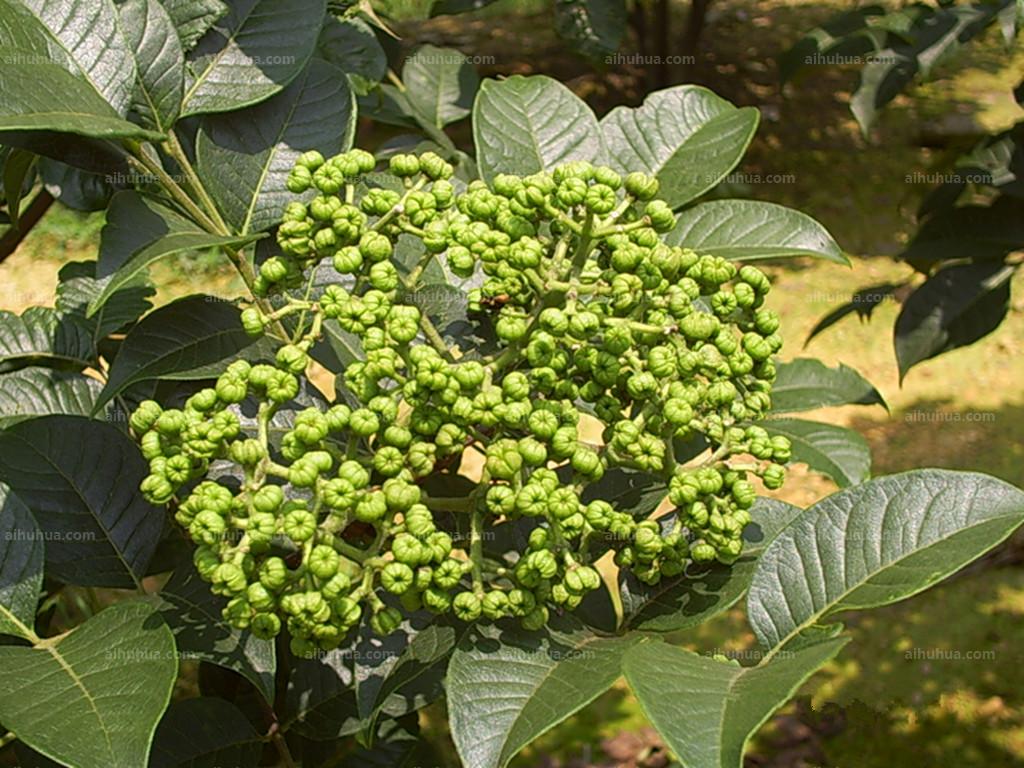 吴茱萸可以治慢性胃炎吗 (吴茱萸可以治疗哪些病症 分享吴茱萸的效用与作用)