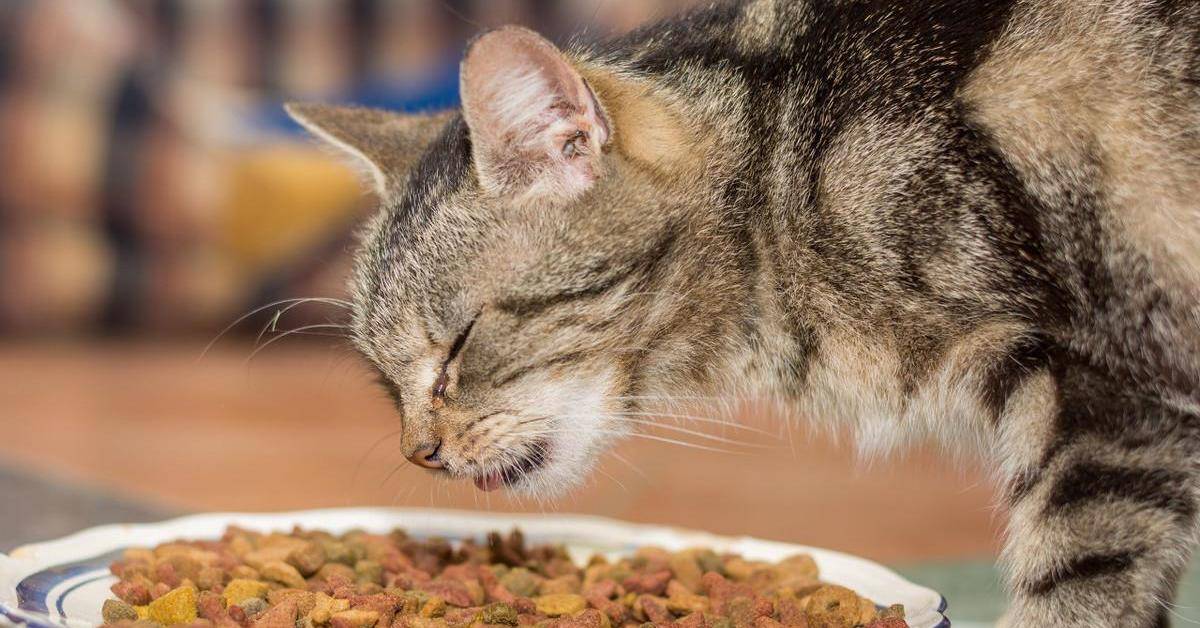 猫咪发生泪痕的要素及去除方法 小猫泪痕怎样去除