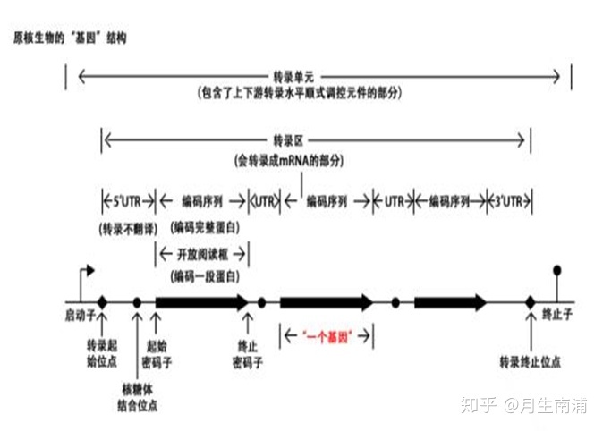 经常出现生化名词解释