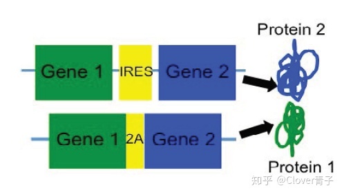 单顺反子