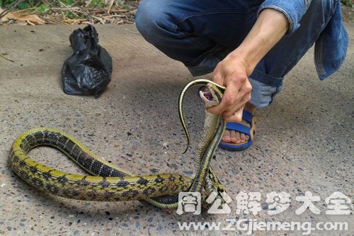 女人梦见蛇缠脖子是什么预兆 (女人梦见蛇缠左手是什么预兆 女人梦见蛇缠在自己左手上)