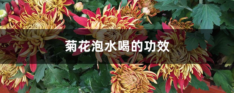 菊花饮水机经销商地址