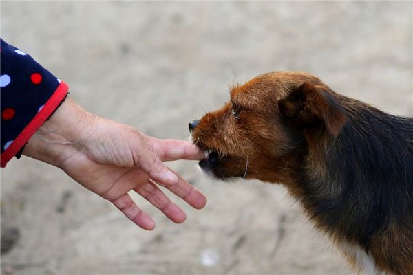 梦见狗咬手指出血什么预兆 (梦见狗咬手指出血的寓意 梦见狗咬伤自己的手指出血有牙印)