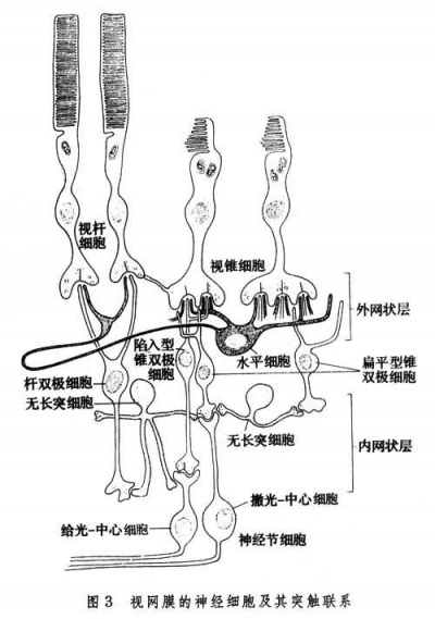 体内感受内外刺激的细胞叫受体 (感遭到体内那根物品的变动 宝贝感触它到变大了吗)