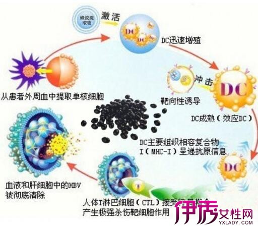 转氨酶常年偏高的危害