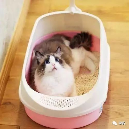 猫咪不排便的原因 (猫咪不排便的4个方法 猫一天不拉屎反常吗)