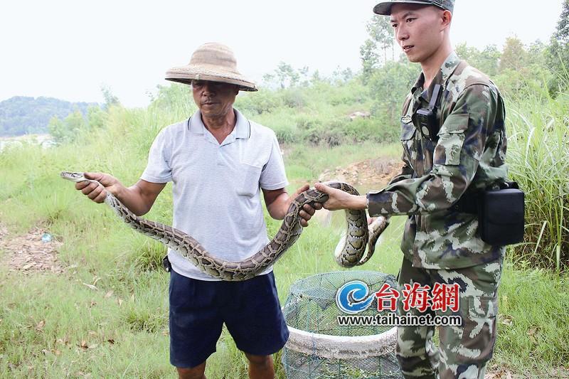 梦见一条大蟒蛇是什么预兆 女性 (梦见一条大蟒蛇是什么征兆 大蟒蛇梦幻的意味意义)