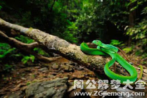 梦见被红蛇咬了是什么征兆女性 (梦见被红蛇咬手的预兆及剖析 做梦梦见被白色的蛇咬了手)