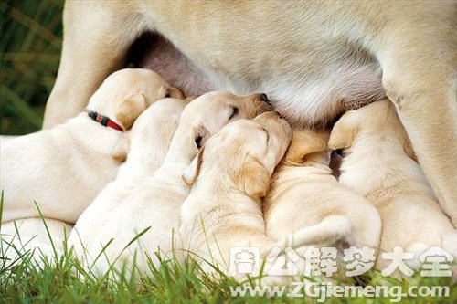 奶奶做梦梦到孙子丢了是什么意思 (奶奶做梦梦到孙女掉水里了)