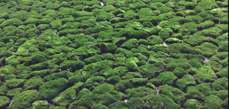 苔藓怎样检测酸碱度 (苔藓怎样检测空气污染度 苔藓检测空气污染度的方法)