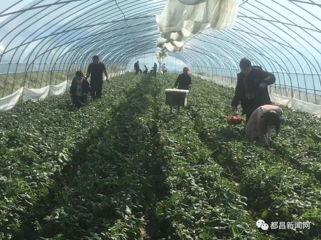 送男好友草莓花束写什么好