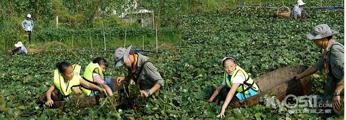 女人做梦梦到红薯是什么意思